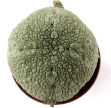 Pseudolithos harardheranus SEEDS - Pseudolithos  False stone