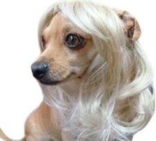 Long Blonde Wavy Pet Dog Cat Wig Wigs Small Size Lovely Animal Wigs Supplier