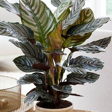 Calathea Ornata Large Indoor House Plant Real Evergreen Tall Big Rare Plants