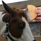 Bild 8 von 11