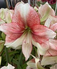 GRANDISE FANTASY Extra Large Amaryllis Bulb 30/32 cm - US Seller