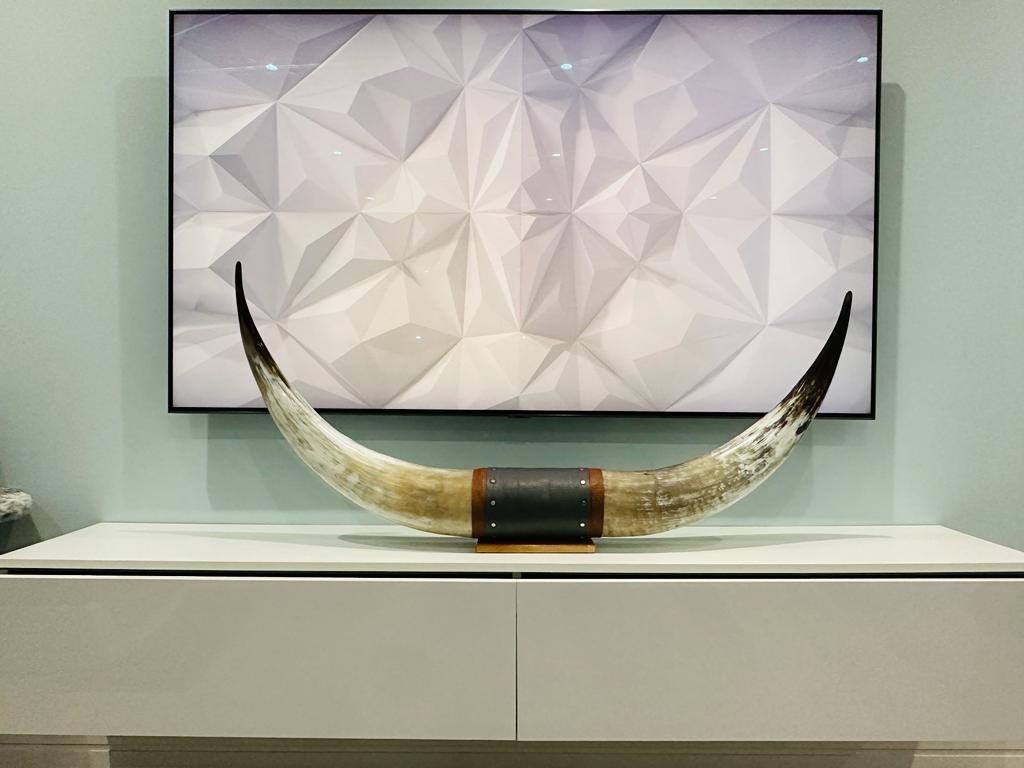 Authentic Real Bull Cow Longhorn Leather Horn Mount Taxidermy 130cm