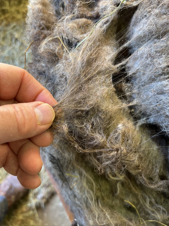 Icelandic fleece Ewe RAW 1 1/2 lbs as shown - Image 3 of 4