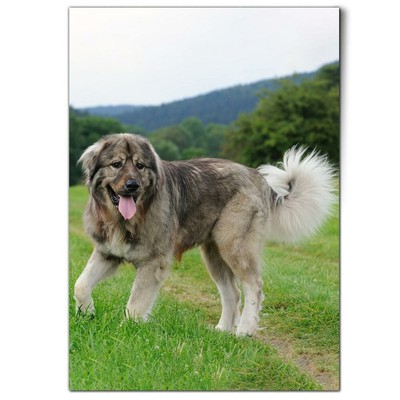 Caucasian Shepherd Greek Sheep Dogs Mating Caucasian Shepherd Dog
