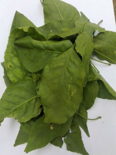 Bel Patta Powder Bael Patra Powder Bilva Bel Leaf Aegle Marmelos Powder Bailpatr - Picture 2 of 3