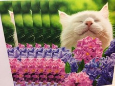 BLANK INSIDE AVANTI GREETING CARDS New w/Envelopes LOT 6 "WHITE CAT" GOOD PRICE