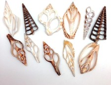 20PC Center Cut Assorted Mixed Sea Shells, 2 Inch 3 Inch