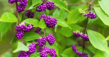50 PURPLE AMERICAN BEAUTY BERRY seeds