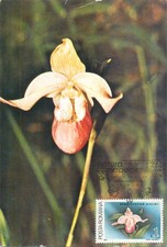 E0046 Maxi card Romania fiori e piante - orchidea Phragmipedium schlimii