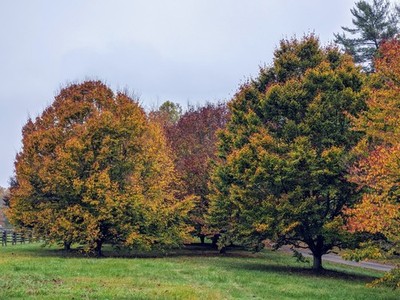 1 American Beech Tree 12-24'' Fagus grandifolia Bare Root