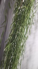 Hoya Linearis 'Wax Plant' Trailing Houseplant 10 x10cm Fresh Cuttings