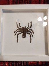 Tarantula Display 