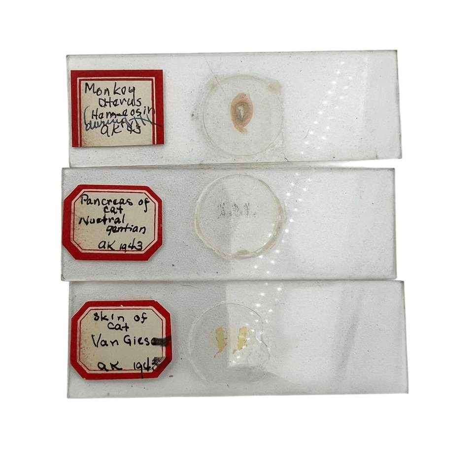 Vintage Microscope Slide Collection Animal Anatomy & Veterinary ...