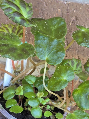 Begonia luzhaiensis rare terrarium, greenhouse plant Multi Planted - Picture 4 of 13