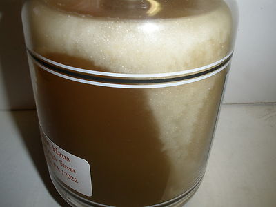 New Original Aloe Vera 22 oz Yankee Candle Black Band Large Jar Housewarmer  | eBay