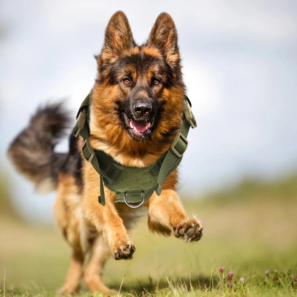 Dog Harness German Shepherd Eye-catching