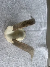 Medium Goat Skull 13” Horns Taxidermy antlers goth Oddities