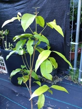 GNETUM GNEMON-MELINJO-BELINJO-TANGKIL-PADDY OATS-VERY HARD TO FIND-RARE PLANT