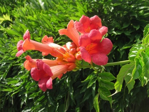 Campsis radicans (Trumpet Vine) - 50 seeds
