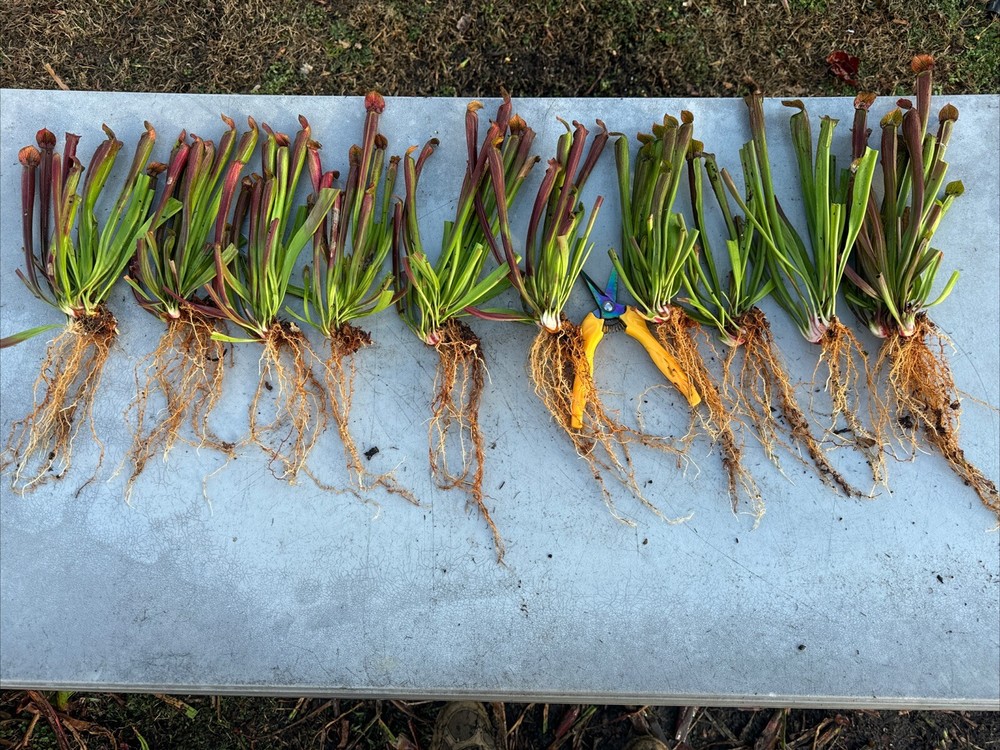 SARRACENIA RUBRA “MOORE CO, NC” ‘FISHING DOCK RESCUE’. FALL DIVISION SALE.