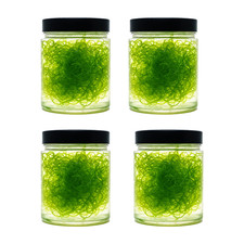 4 Cups Clean Chaeto Chaetomorpha Macroalgae w/ Copepods Refugium Aquarium Algae