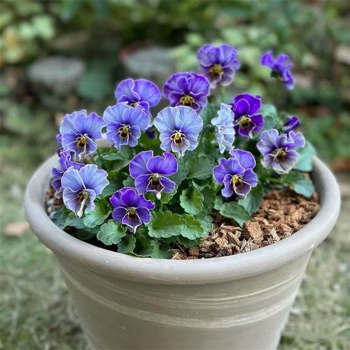 500 Multicolor Pansy Seeds Winter Cold-Resistant Iris Balcony Courtyard Flowers - Picture 38 of 41