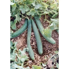 30 Italian Cucumber Seeds Tortarello Verde Scuro Gourmet Non-GMO Free Shipping