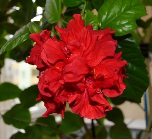 Hibiscus rosa sinensis rote gefüllte Blüten zimmerpflanze - Bild 2 von 3