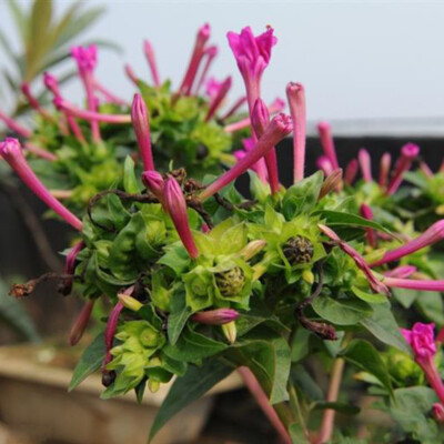 20Pcs JASMINE SEEDS Garden Vine Plant Flower rare exotic FREE