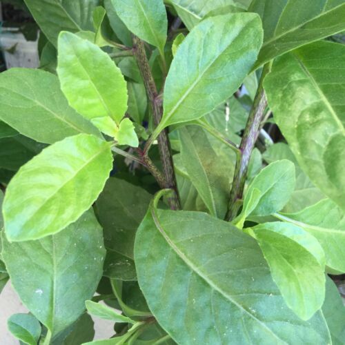 10 Longevity Spinach, Gynura procumbens, tropical Perennial Edible Cuttings - Picture 1 of 11