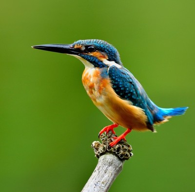 Wandbild: Eisvogel (Alcedo atthis) Eurasischer oder Fluss-Eisvogel, ein [...]