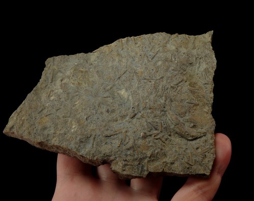 ¡Especimen grande TOP TENTACULITOS!! UCRANIA Czortkow - DEVONIAN Lochkovian /pe724 - Imagen 10 de 12