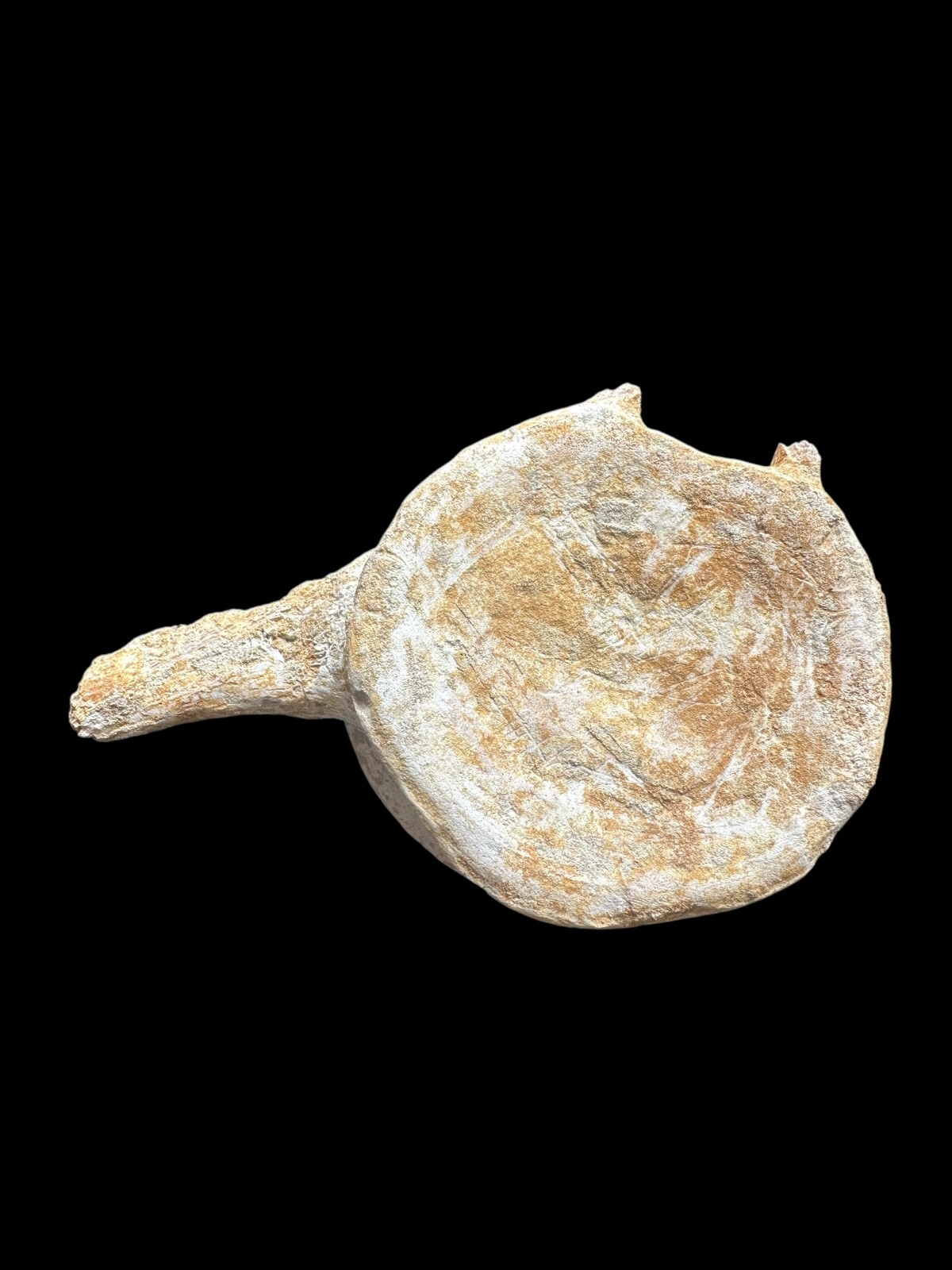 100% Genuine Plesiosaurus Vertebra – Jurassic Collector’s Treasure – Authentic