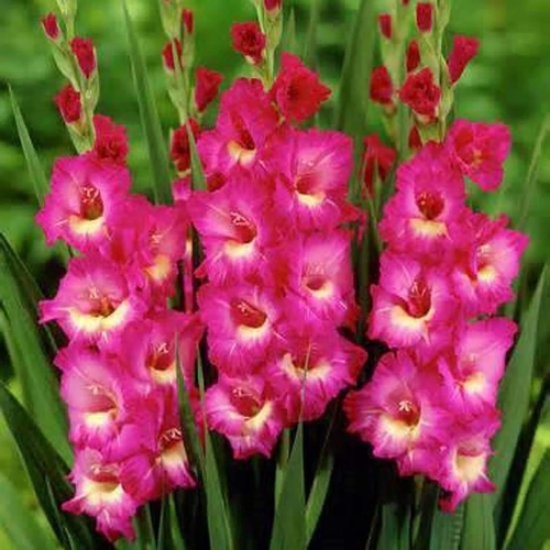 1 sachet de graines de glaïeul. Magnifique et charmante graine de fleurs esthétique glaïeul - Photo 8/8