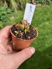 Venus Fly Trap, Dionaea muscipula SUPERNOVA   in a 6cms Pot