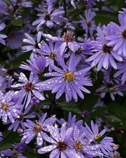 20  ASTER  LITTLE CARLOW (Symphyotrichum ) BARE ROOT