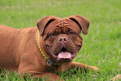 DOGUE DE BORDEAUX *2X3 FRIDGE MAGNET* DOG MASTIFF BREED POWERFUL MUSCULAR GUARD