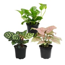 Deluxe Houseplants 3 Pack , Assorted Popular Live Indoor Plant Varieties, Ea...