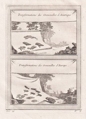 frogs frogs Frosch Frösche Kaulquappe tadpole America Europe gravure Kupferstich