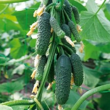 10 Samen Gurken Nibori F1 Samen Einlegegurken Saatgut Семена Огурец Нибори F1