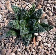 Ariocarpus hintonii from see-d (A5) copiapoa aztekium Euphorbia
