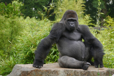 Harambe Gorilla Monkey Zoo Art Wall Indoor Room Outdoor Poster