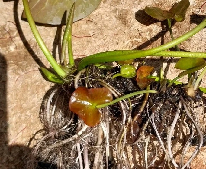 Water Lilly 1x About 5X Babies In One Big Mother Plant White Mixed Pink. - image 2 of 4