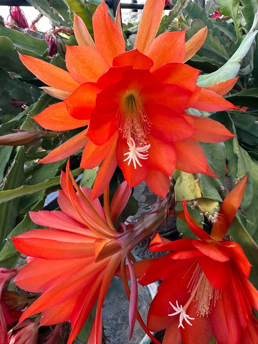 1 Epiphyllum Orchid Cactus 5-9 inches Cutting Stem, Unrooted. | eBay