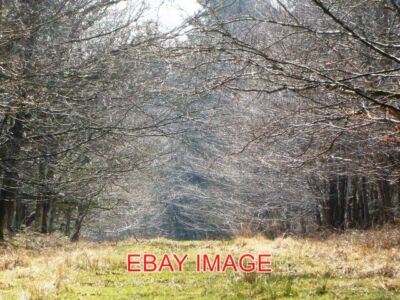 FOTO STUBBY COPSE VERSCHLUSS. BREITBLÄTTRIGE BÄUME SIND AUF EINER SEITE UND KONIFEREN O
