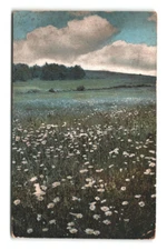 Vintage Wildflowers Field Postcard Posted 1909