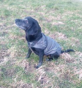 Hunde Regenjacke Dogbite Grosse 35 B Ware Regenschutz Grau Regenmantel Winddicht Ebay