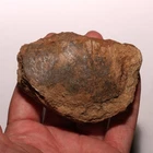 Edmontosaurus Toe Foot Bone Dinosaur Fossil from Hell Creek Formation Cretaceous