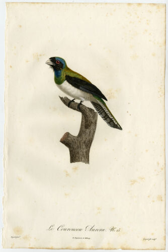 Rare Antique Print-COUROUCOU AURORA-CURUCUI-Pelletier-Levaillant-Barraband-1801 - Picture 1 of 1