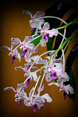 Vanda luzonica